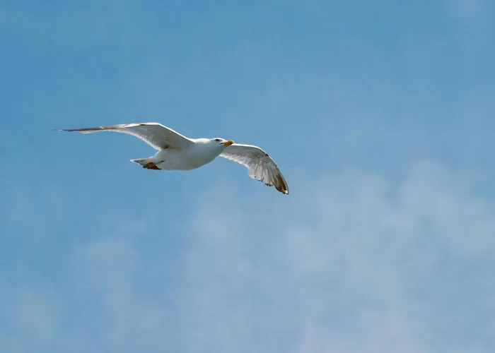 Holiday home Nivekerke 8 Nieuwmunster De Haan, 4-bedroom House For 4 To 6 People, Between Wenduine, 1 Km, And De Haan, 2 Km, 500 Meters From The Beach,15 Min From Bruges, Ostend And Knokke, Fenced Garden, Bed Linen And Towels Provided, Pet Allowed, On Dem *